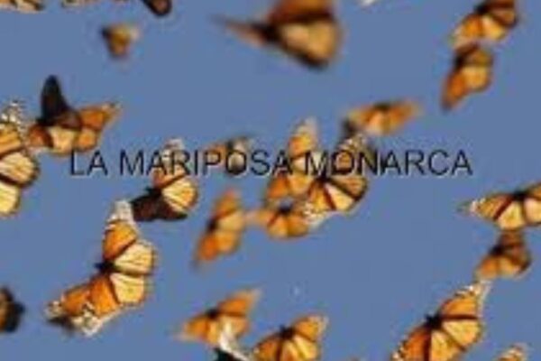 La Migración de las Mariposas hacia Florida: Un Viaje Fascinante