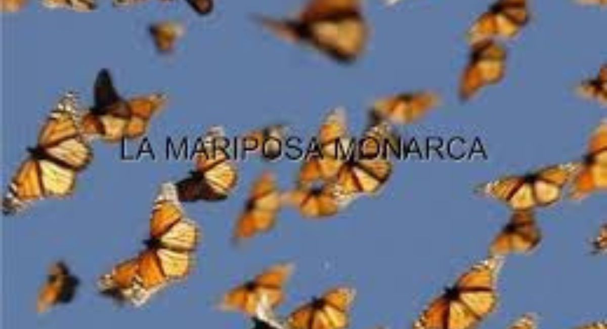 La Migración de las Mariposas hacia Florida: Un Viaje Fascinante