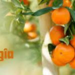 Orangîa: The Ultimate Guide