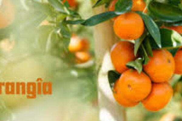 Orangîa: The Ultimate Guide