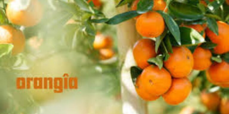 Orangîa: The Ultimate Guide