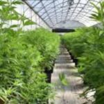 ChickVibess: The Pioneering Force in the UK's Cannabis Industry