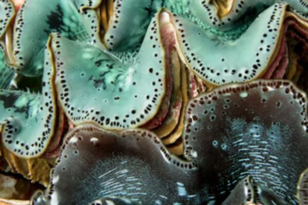 Exploring This Blisterata: An Intriguing Marine Species