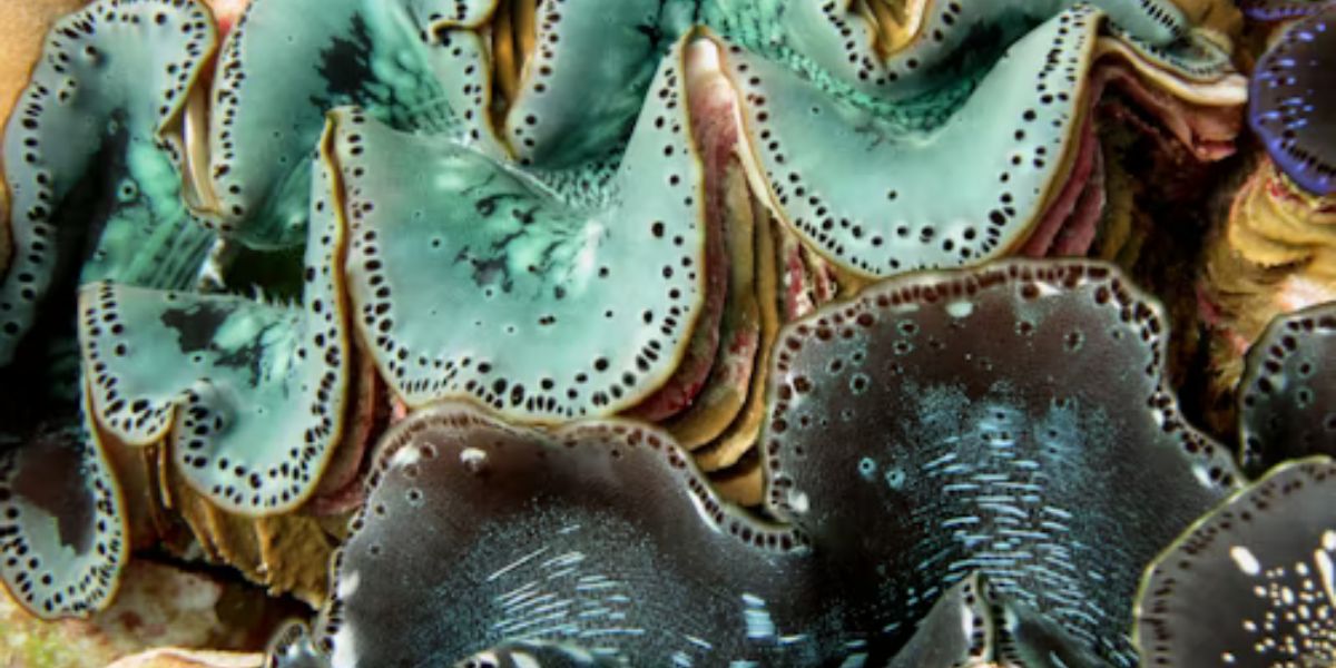 Exploring This Blisterata: An Intriguing Marine Species