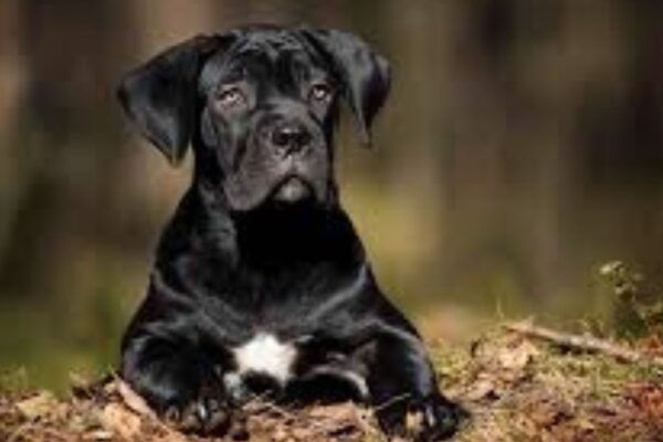 Trusted Sources for Cane Corso for Sale Near Me in 2024