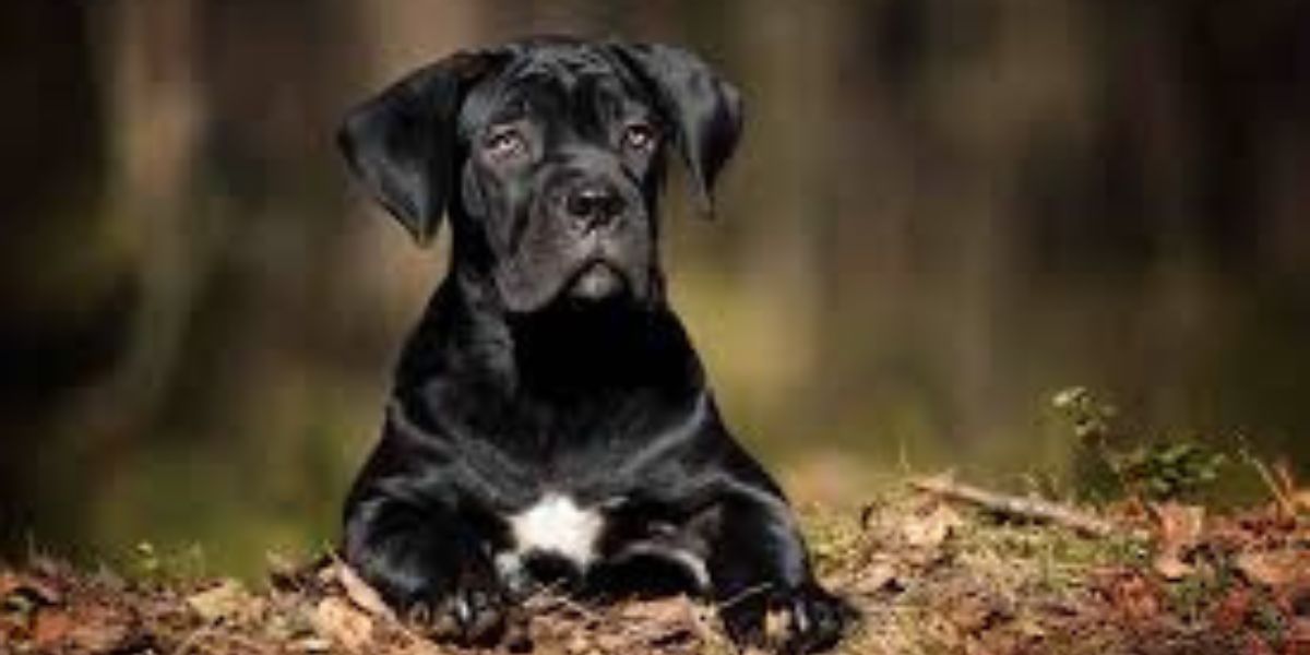 Trusted Sources for Cane Corso for Sale Near Me in 2024