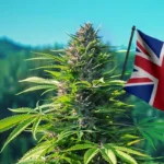 chickvibess uk cannabies and Community: How This UK Brand Supports Local Cannabusinesses