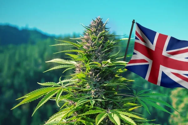 chickvibess uk cannabies and Community: How This UK Brand Supports Local Cannabusinesses