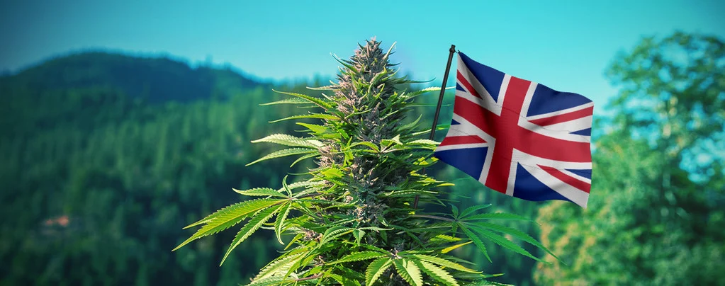 chickvibess uk cannabies and Community: How This UK Brand Supports Local Cannabusinesses