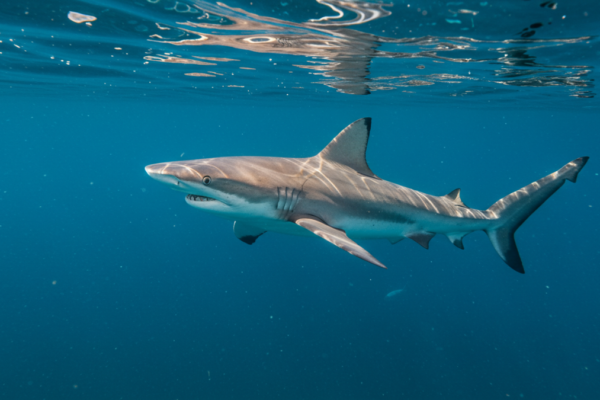 Adopt a Shark: Support Marine Conservation and Protect Ocean Predators